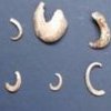 Shell hooks from Kurnell